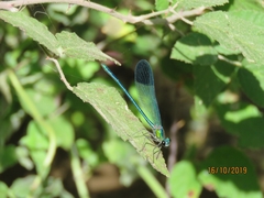 Calopteryx syriaca