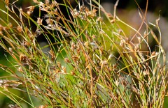 Anthochortus crinalis