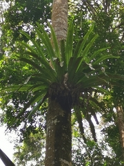 Asplenium australasicum