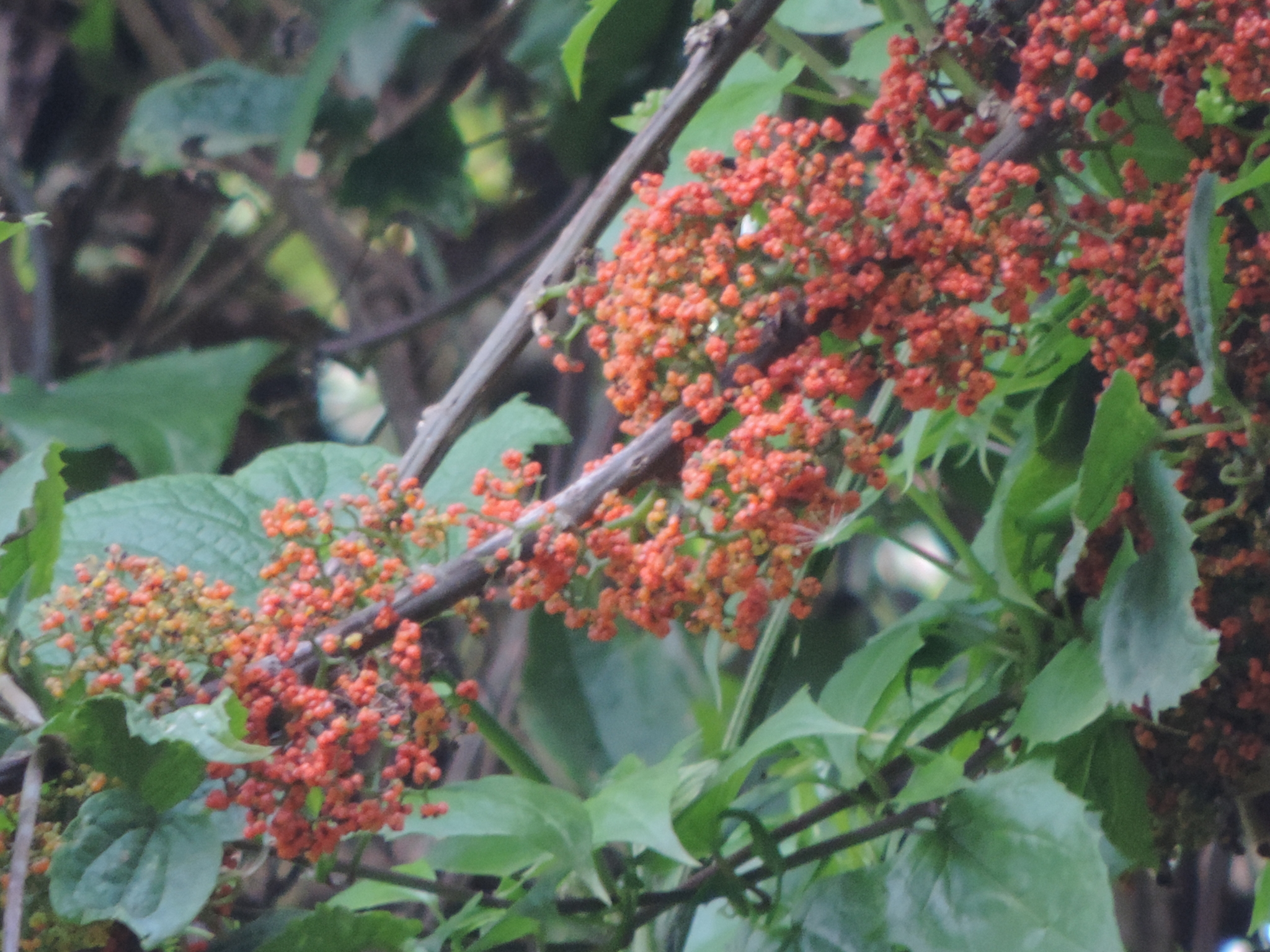 Scepocarpus