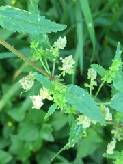 Urtica chamaedryoides