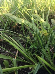 Phyllanthus glaucophyllus