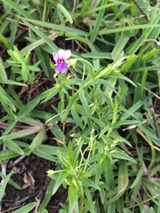 Monopsis stellarioides