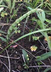 Phyllanthus glaucophyllus