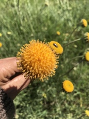 Gaillardia megapotamica