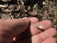 Antennaria solitaria