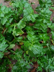 Sisymbrium officinale