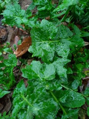 Sisymbrium officinale