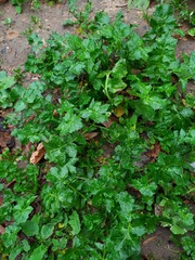 Sisymbrium officinale