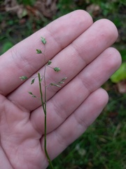 Poa annua