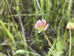 Trifolium bifidum