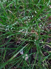 Poa annua
