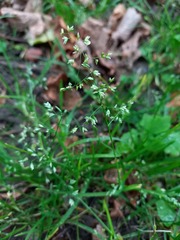 Poa annua
