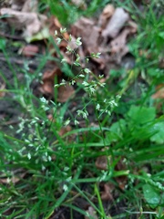 Poa annua
