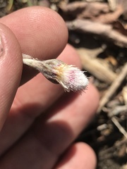 Antennaria solitaria