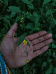 Hymenostephium tenue