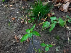 Impatiens parviflora