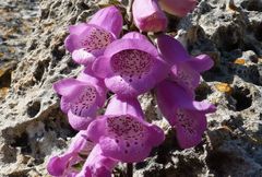 Digitalis minor