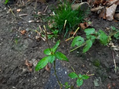 Impatiens parviflora