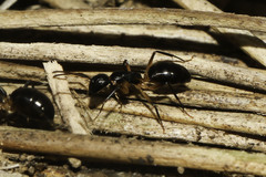 Camponotus bianconii