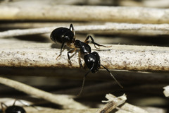 Camponotus bianconii