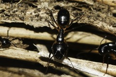 Camponotus bianconii