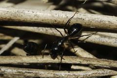 Camponotus bianconii