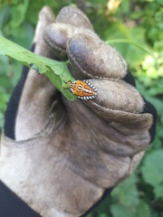 Piezosternum subulatum
