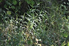 Urochloa mutica