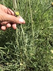 Gaillardia megapotamica