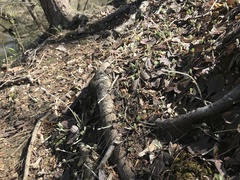 Antennaria solitaria