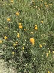Gaillardia megapotamica