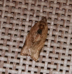 Argyrotaenia polvosana