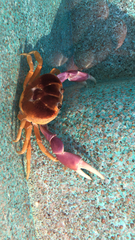 Gecarcinus