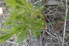 Acalypha caperonioides