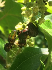 Leucocelis aeneicollis