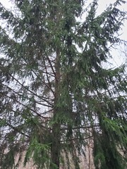 Picea abies