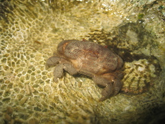 Actaeodes tomentosus
