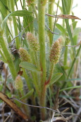 Acalypha caperonioides