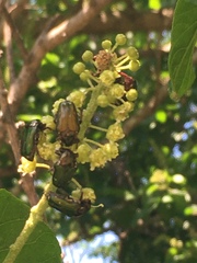 Leucocelis aeneicollis