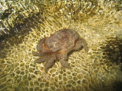 Actaeodes tomentosus