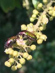 Leucocelis aeneicollis