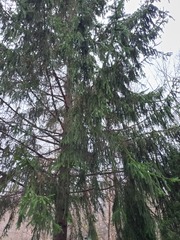Picea abies