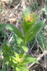 Acalypha caperonioides