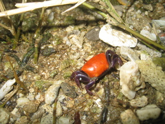 Paraleptuca crassipes