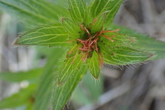 Acalypha caperonioides