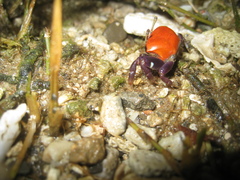 Paraleptuca crassipes