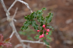 Casearia crassinervis