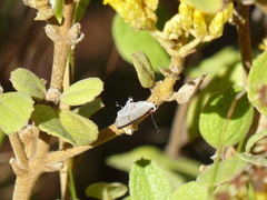 Ministrymon azia