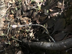 Antennaria solitaria